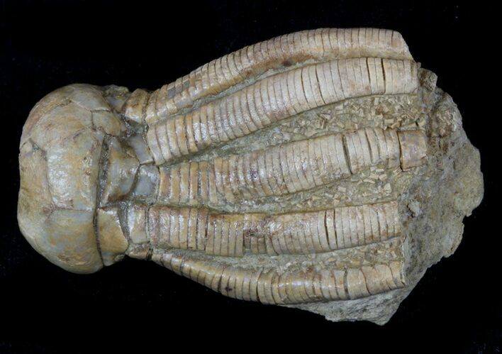 Detailed Fossil Crinoid (Phanocrinus) - Alabama #58266